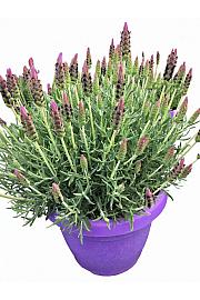 Lavandula stoechas Ø30