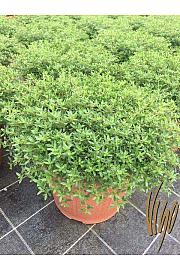 Satureja montana Ø35