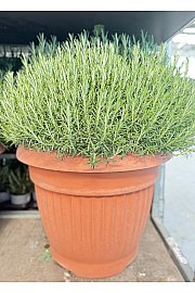 Rosmarinus officinalis Ø65