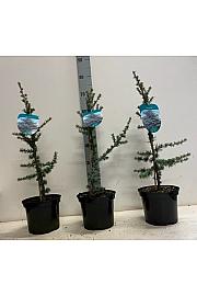 Cedrus libani Glauca C3 Lit. 80-100 cm