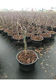 Acer dissectum Mix C25 Lit. 40-60 cm