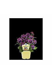 Viola wittrockiana; Užitna vijolica; Ø12;700992;BLU