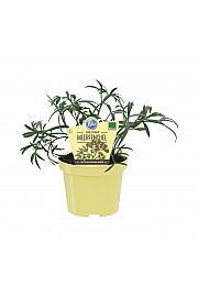 Crithmum maritimum; Morski komarček; Ø12;700512;BLU