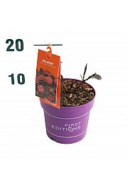 Hydrangea macrophylla EclipseRed C1,5 Lit. 20-40 cm