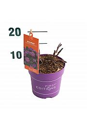 Hydrangea macrophylla Eclipse Purple 1,5 Lit. 20-40 cm