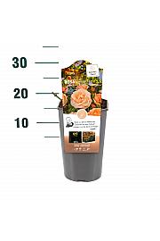 Rosa Aprikola® C3 Lit. 10-15 cm