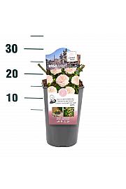 Rosa Larissa® C3 Lit. 10-15 cm