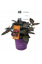 Hydrangea macrophylla EclipseRed C3 Lit. 20-25 cm