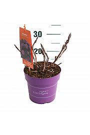 Hydrangea macrophylla Eclipse Purple C3 Lit. 20-25 cm