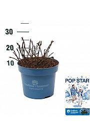 Hydrangea E.S. Pop Star® Blue C5 Lit. 25-30 cm