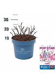 Hydrangea E.S. Pop Star® Pink C5 Lit. 25-30 cm