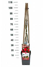 Rosa Florentina® C5 Lit. 70-80 cm Vzpenjava