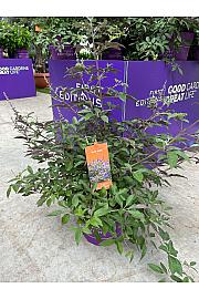 Vitex Flip Side C10 Lit. 50-60 cm