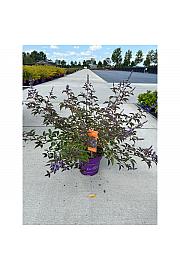 Vitex Flip Side C10 Lit. 50-60 cm