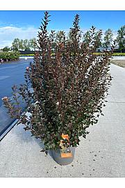 Physocarpus op. Little Devil® C10 Lit. 50-60 cm