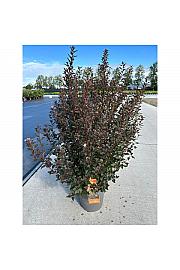 Physocarpus op. Little Devil® C10 Lit. 50-60 cm