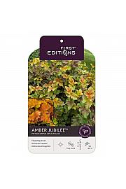 Physocarpus op. Amber Jubilee® C10 Lit. 50-60 cm