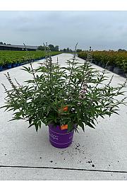 Cephalanthus occ. Fiber Optics® C10 Lit. 50-60 cm