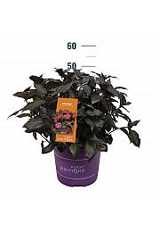 Hydrangea macrophylla Eclipse Red C10 Lit. 30-40 cm