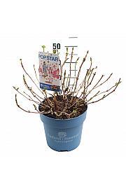 Hydrangea E.S. Pop Star® Pink C10 Lit. 30-35 cm