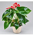 Anthurium andr. Ø12 Red