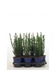 Taxus media Hillii C2 Lit. 20-30 cm