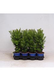 Taxus media Hicksii Ø11 10-15 cm