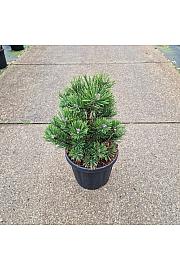 Pinus mugo Gnom C6 Lit. 25-30 cm