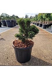 Pinus mugo Jakobsen C6 Lit. 20-25 cm