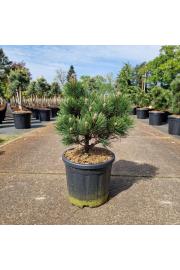 Pinus leucodermis Zwerg Schneverdingen C11 Lit. 40-50 cm