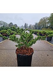 Pinus banksiana Velda C8 Lit. 30-40 cm