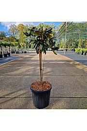 Rhododendron (Y) Anuschka C15 Lit. Na steblu 60 cm