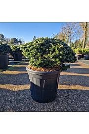 Abies koreana Brillant C18 Lit. 35-40 cm