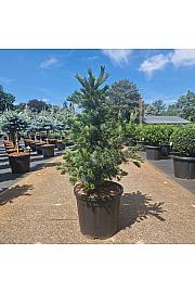 Pinus parviflora Negishi C20 Lit. 70-80 cm