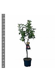 Malus domestica Discovery C7,5 Lit. 125-150 cm Na steblu 50 cm
