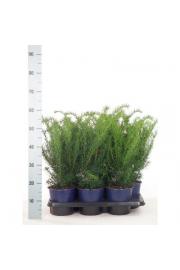 Taxus media Densiformis C2 Lit. 30-40 cm