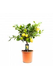 Citrus sinensis Limon Cappuccio Ø20 Na steblu 30 cm