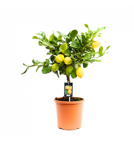 Citrus sinensis Limon Cappuccio Ø20 Na steblu 30 cm