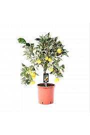 Citrus sinensis Limon Variegata Ø20 Na steblu 30 cm