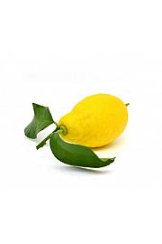 Citrus sinensis Limon Lunario Ø24 Na steblu 50 cm