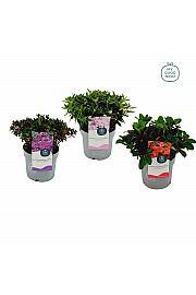 Rhododendron hybrid Dwarf Mix C1,5 Lit. 15-20 cm