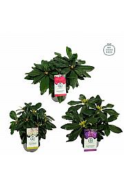 Rhododendron hybrid Mix C1,5 Lit. 15-20 cm