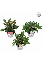 Rhododendron hybrid Yakushiman Mix C1,5 Lit. 15-20 cm