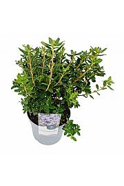 Rhododendron hybrid Blue Diamond C4 Lit. 25-35 cm