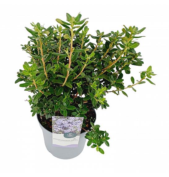 Rhododendron hybrid Blue Diamond C4 Lit. 25-35 cm