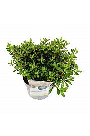 Rhododendron hybrid Princess Anne C4 Lit. 25-35 cm