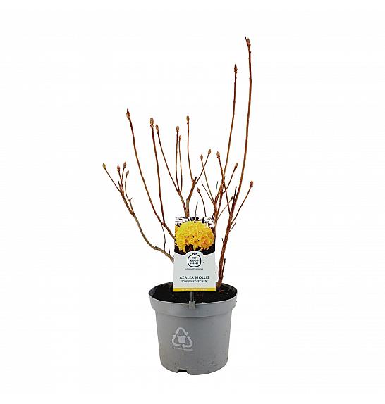 Azalea mollis Sonnenköpfchen C5 Lit. 40-50 cm