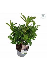 Azalea mollis Schneeköpfchen C5 Lit. 40-50 cm