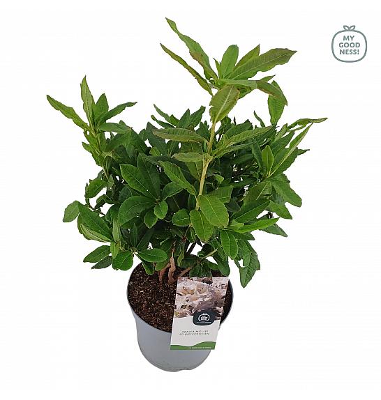 Azalea mollis Schneeköpfchen C5 Lit. 40-50 cm