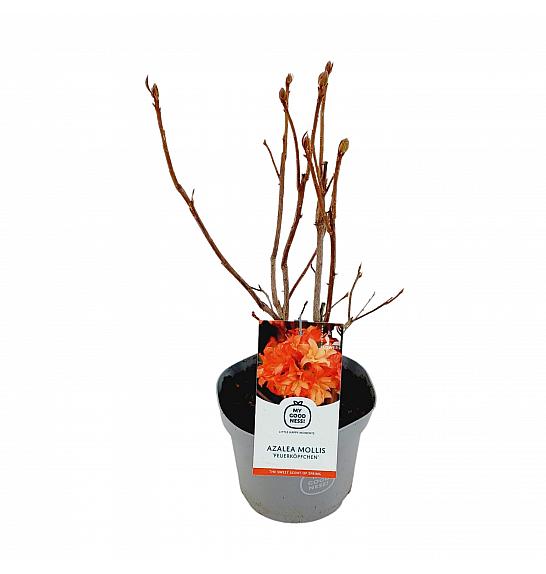 Azalea mollis Feuerköpfchen C5 Lit. 40-50 cm